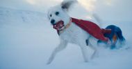 Krypto in Gunn's Superman | Source: DC on YouTube